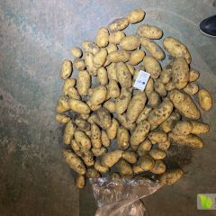 山东平度冷库土豆出库