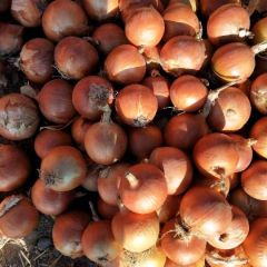 加工精品红葱，黄葱，大蒜出售