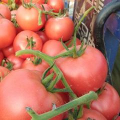 我这有上万亩的西红柿大棚种植面积