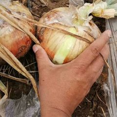 黄色纽4洋葱4月份大面积大量上市，还有红皮洋葱。