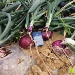 诚信为本，合作共赢、一起走出每好的未来