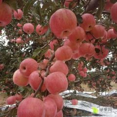 皮薄多汁，脆甜可口，光照充足的大山条红红富士苹果