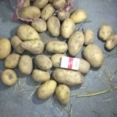 内蒙精品V7黄心土豆3两起步出库中