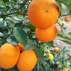 大量细皮沃柑上市