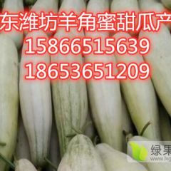 山东甜瓜产地，羊角蜜产地