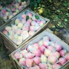 砀山酥梨，膜代富士