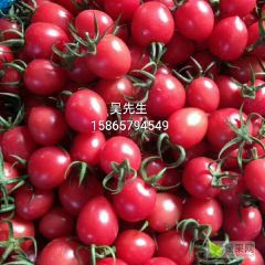 千禧·圣女果·贝贝★主产区,山东圣女果,吃起来皮微韧,散发着淡淡的水