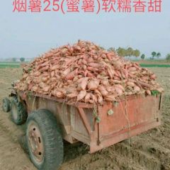 烟薯25(蜜薯)软糯香甜产地直发量大从优