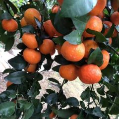 广西河池市自有果园沙糖桔沃柑约80万斤，品质很好