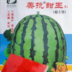 供应特大果甜王 美抗甜王