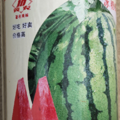 供应冰糖麒麟（早佳8424）西瓜种子