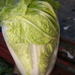 开封通许早熟夏阳白菜价格产地批发~诚信代办