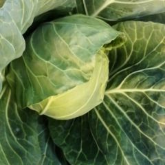 甘蓝旺旺，颜色翠绿。