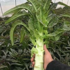 常州凌家塘优秀代卖寻求合作共赢