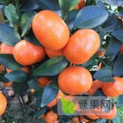 广西桂林沙糖桔、默科特、沃柑、马水桔，诚邀各地客