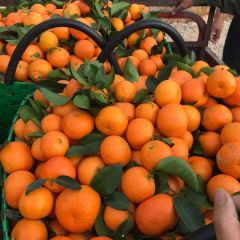 大量供应沙糖桔沃柑！15978104263
