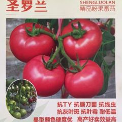 圣罗兰高端粉果番茄大量上市