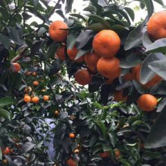 优质沙塘桔己上市欢迎四面八方的老板来定果