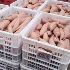 梁山精品地瓜大量批发