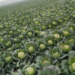 旺旺系列甘蓝，富强180甘蓝