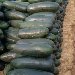 黑皮大冬瓜量大从优