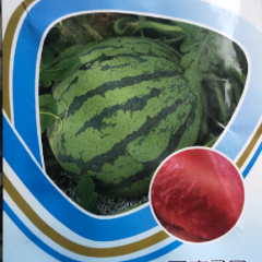 供应甬蜜2号西瓜种子父母本来自日本 正规科研院所培育