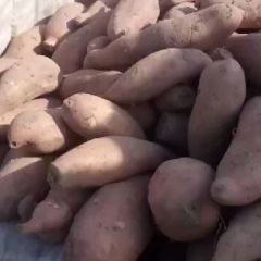 精品龙暑九大量现货