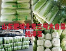 北京三号大白菜大量供应出售中。