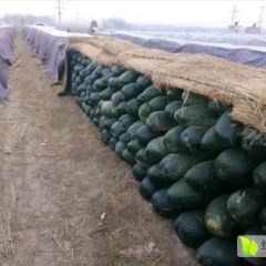 2020隆尧冬瓜值得出手