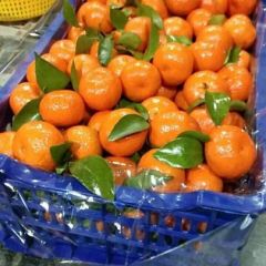 大量供应优质沙塘桔，欢迎四面八方的老板前来价谈