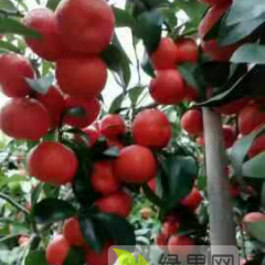 桂林沙糖桔、沃柑、马水桔代办