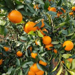 沃柑大量上市 价格实惠