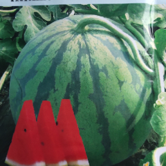 供应金麒麟西瓜种子