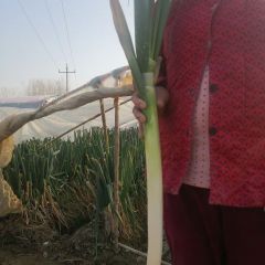 2020滕州大葱抓住商机无限