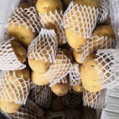 大棚鲜土豆，货源充足，质量好