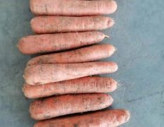 内蒙古优质红萝卜全国线上销售
