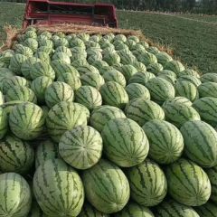 陕西蒲城金城5号 皮毛好 瓤口红 产地直销 个头大