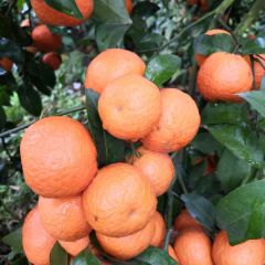 大量砂糖橘有货