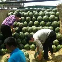 甜王西瓜大量上市