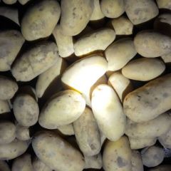 沽源县V7土豆，张小云