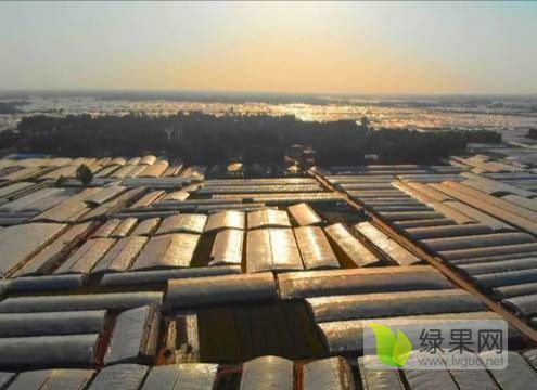 2020年山东莘县甜王系列价格