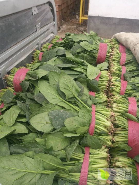 2020年河北南和大叶菠菜价格