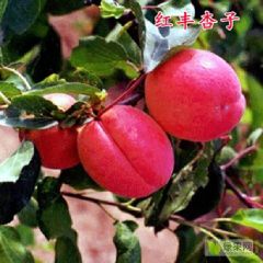 大荔县红丰杏火热预售中，价格2.5元每斤左右