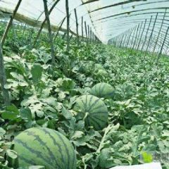 大荔县和蒲城县两个县，金城5号西瓜火热预售中