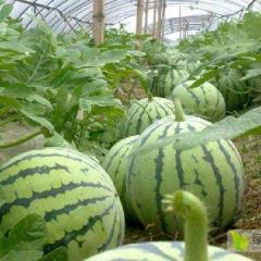 大荔县和蒲城县两个县京欣西瓜火热预售中