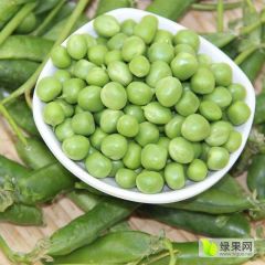 云南施甸青豌豆营养丰富
