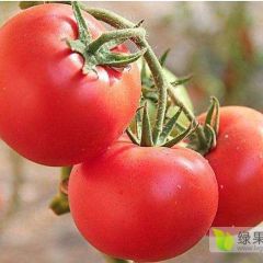 西红柿批发甜瓜批发尖椒批发