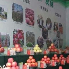 西北红富土系例，70起不分顶，一个字，甜