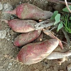 海陆丰红心薯密薯（西瓜红，湖北大叶，广薯）