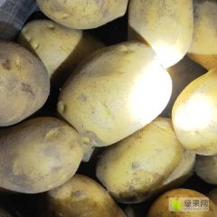 沽源县希森6土豆，张小云，